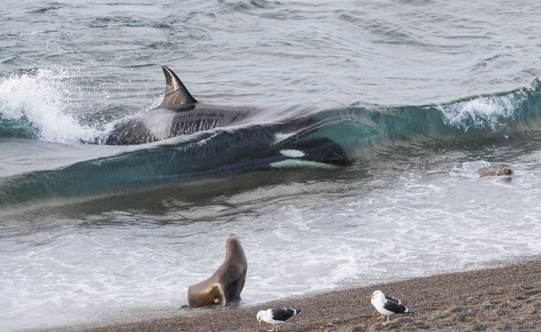 Busca yaguaretés, orcas y pumas: la curiosa vida del argentino que se inventó un trabajo para ser feliz