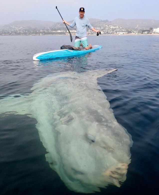 El impactante encuentro entre un surfista y un pez gigante