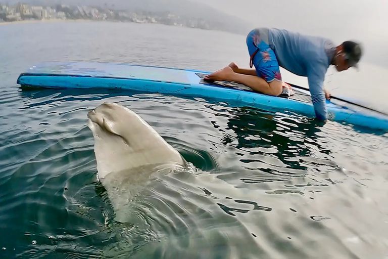 El impactante encuentro entre un surfista y un pez gigante