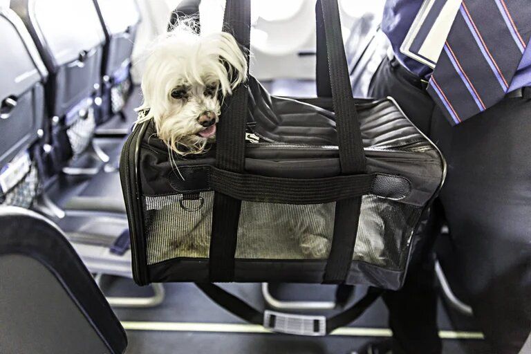 Cómo viajar en avión con una mascota: precios, requisitos y razas no permitidas