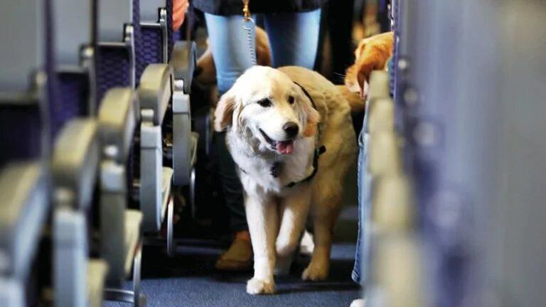 Cómo viajar en avión con una mascota: precios, requisitos y razas no permitidas