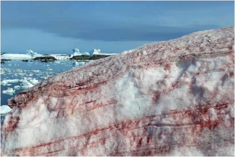 “Nieve de sangre”: el espeluznante fenómeno que afecta a la Antártida