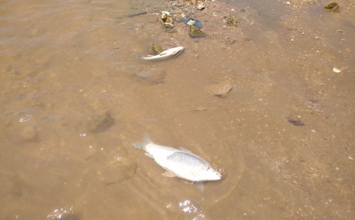 Desde Ambiente ratificaron que la mortandad de peces se debió a las elevadas temperaturas 