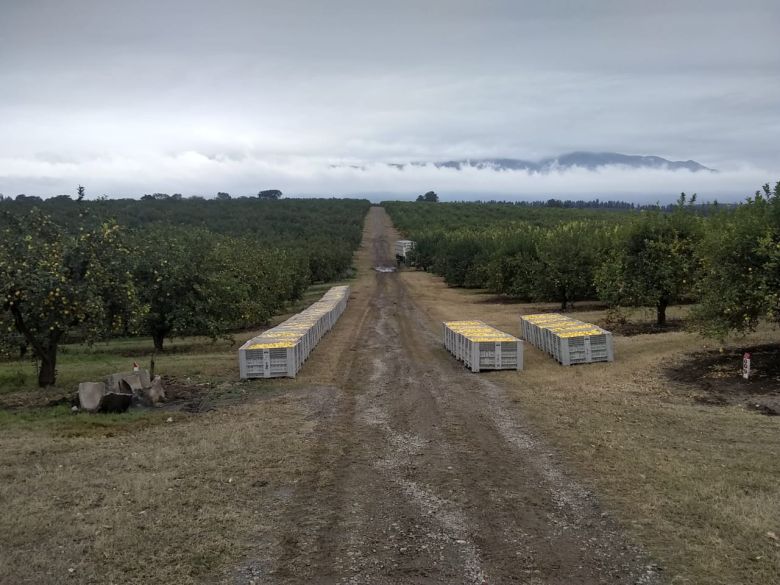 Productores de Tucumán buscan abaratar el costo del flete agregando valor a la producción en origen y le piden al Gobierno que los acompañe