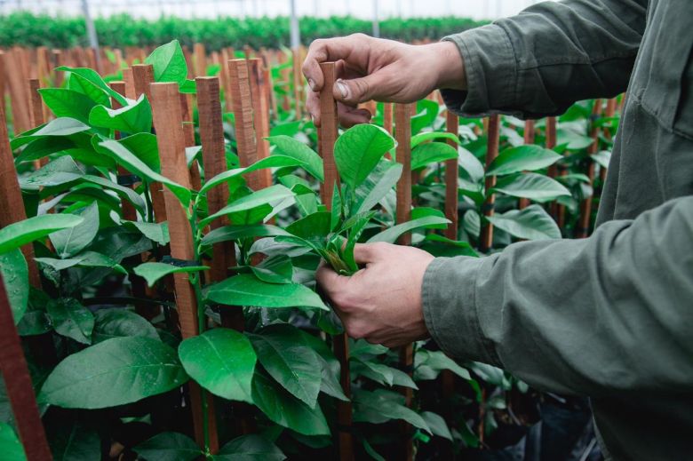 Productores de Tucumán buscan abaratar el costo del flete agregando valor a la producción en origen y le piden al Gobierno que los acompañe