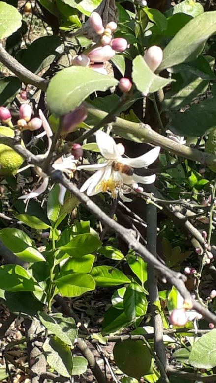 Productores de Tucumán buscan abaratar el costo del flete agregando valor a la producción en origen y le piden al Gobierno que los acompañe