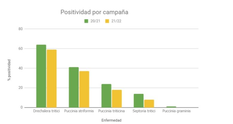 Trigo: Un estudio comparativo muestra la importancia de las variedades frente a las enfermedades