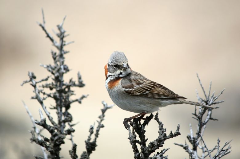 Puerto Deseado: La diversidad de hábitat a través de sus aves 