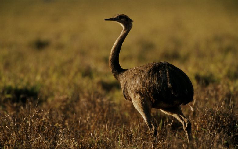 Puerto Deseado: La diversidad de hábitat a través de sus aves 