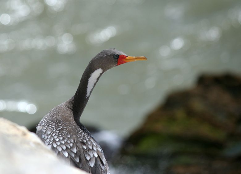 Puerto Deseado: La diversidad de hábitat a través de sus aves 