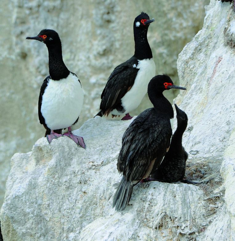 Puerto Deseado: La diversidad de hábitat a través de sus aves 