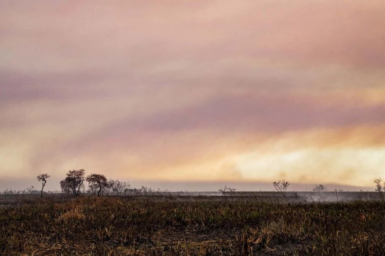 Mirá las fotos dramáticas de los animales salvajes de los Esteros del Iberá amenazados por la sequía y los incendios