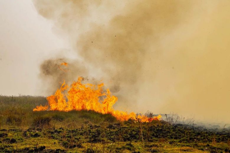 Mirá las fotos dramáticas de los animales salvajes de los Esteros del Iberá amenazados por la sequía y los incendios