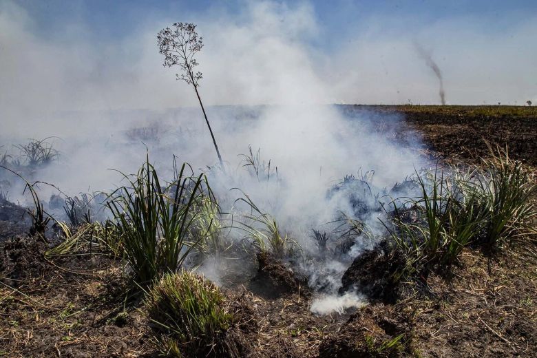 Mirá las fotos dramáticas de los animales salvajes de los Esteros del Iberá amenazados por la sequía y los incendios