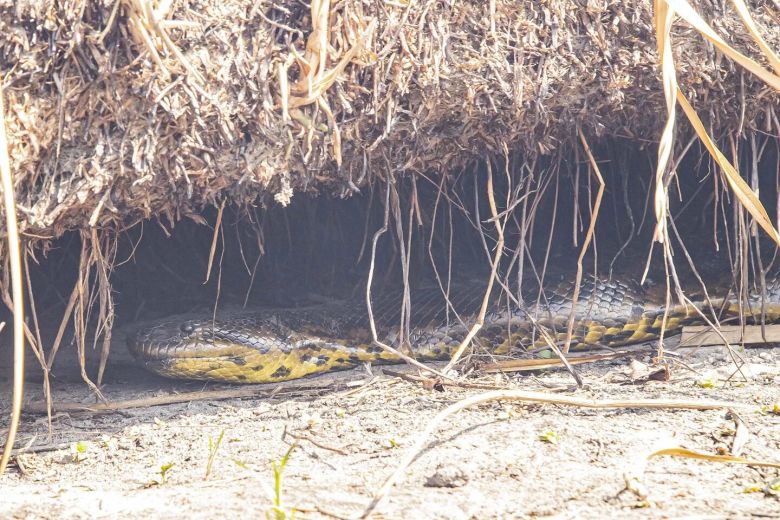 Mirá las fotos dramáticas de los animales salvajes de los Esteros del Iberá amenazados por la sequía y los incendios