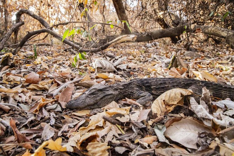 Mirá las fotos dramáticas de los animales salvajes de los Esteros del Iberá amenazados por la sequía y los incendios