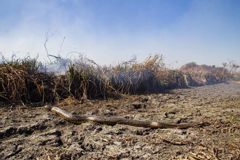 Mirá las fotos dramáticas de los animales salvajes de los Esteros del Iberá amenazados por la sequía y los incendios