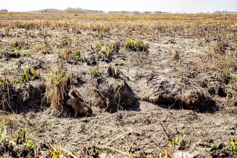 Mirá las fotos dramáticas de los animales salvajes de los Esteros del Iberá amenazados por la sequía y los incendios