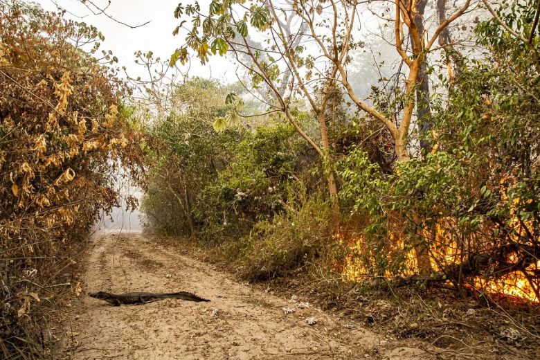 Mirá las fotos dramáticas de los animales salvajes de los Esteros del Iberá amenazados por la sequía y los incendios