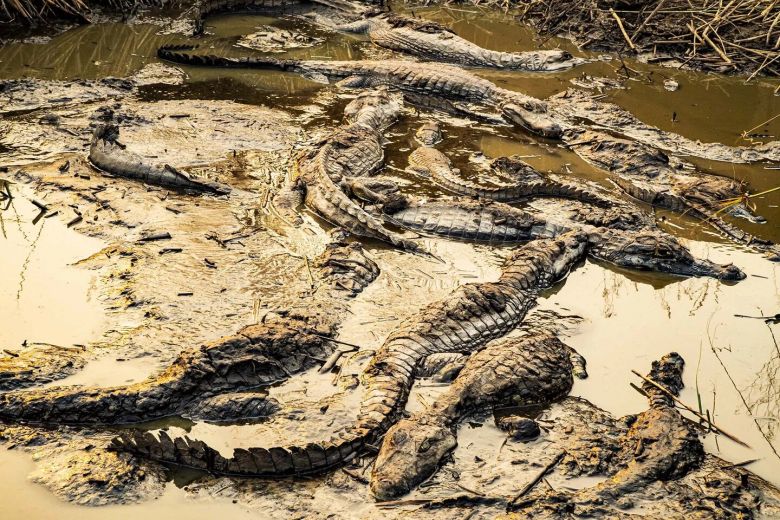 Mirá las fotos dramáticas de los animales salvajes de los Esteros del Iberá amenazados por la sequía y los incendios