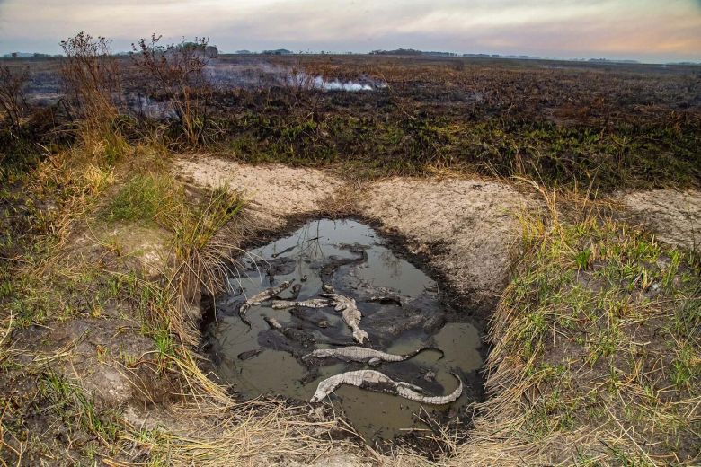 Mirá las fotos dramáticas de los animales salvajes de los Esteros del Iberá amenazados por la sequía y los incendios