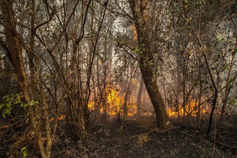 Mirá las fotos dramáticas de los animales salvajes de los Esteros del Iberá amenazados por la sequía y los incendios