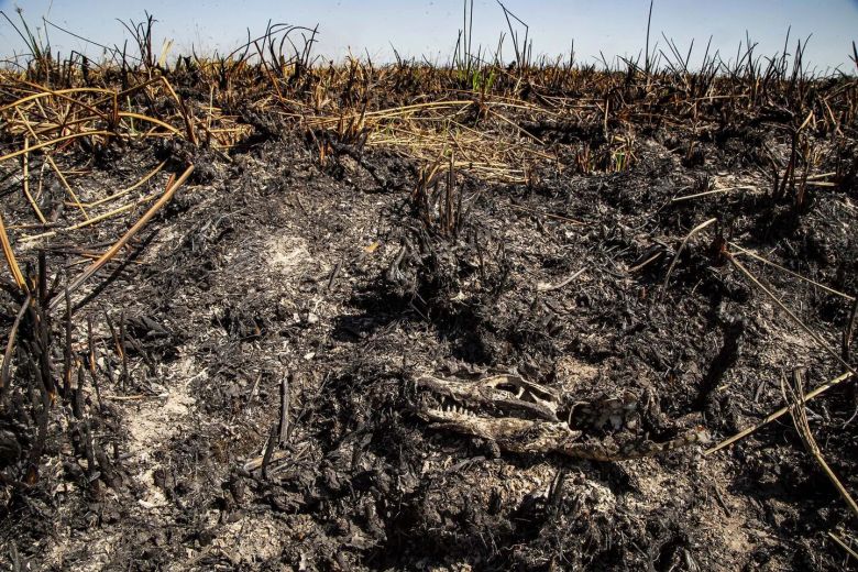 Mirá las fotos dramáticas de los animales salvajes de los Esteros del Iberá amenazados por la sequía y los incendios