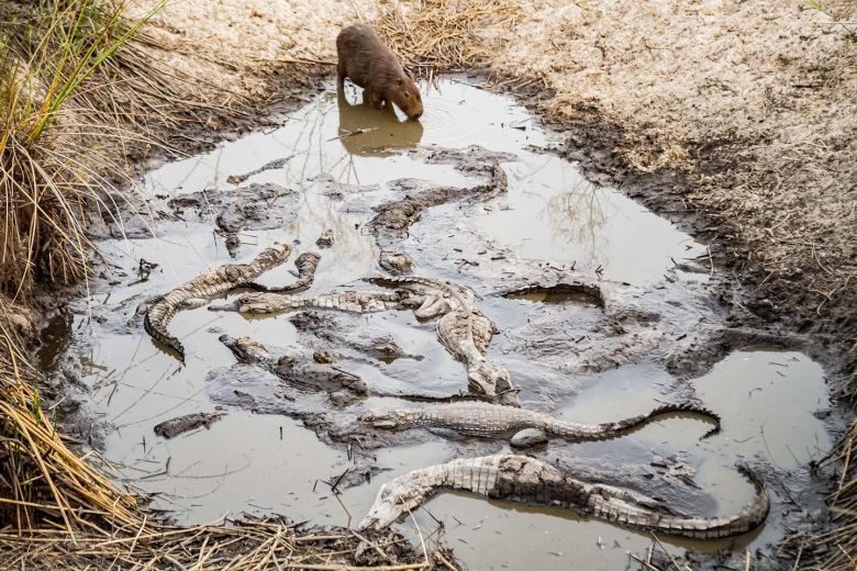 Mirá las fotos dramáticas de los animales salvajes de los Esteros del Iberá amenazados por la sequía y los incendios