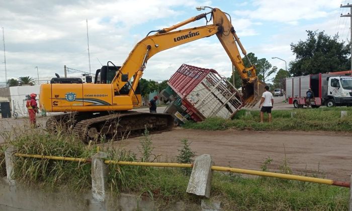 Cayó un acoplado con vacunos en un canal de San Basilio