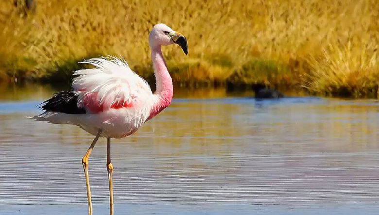 La laguna Mar Chiquita recibe a la mayor nidada de flamencos australes de Sudamérica