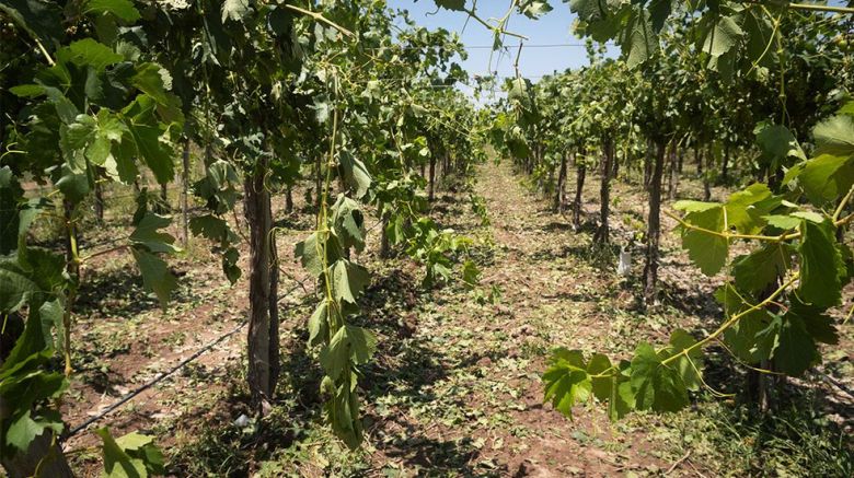  Luego del fuerte granizo, pequeños productores mendocinos piden que la Vendimia no se festeje