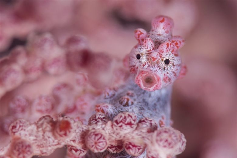 Un caballito de mar pigmeo en el mar de Molucas