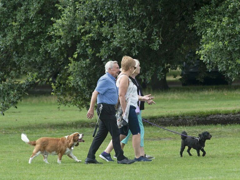 Los perros y gatos protegen a sus tutores de la pérdida de memoria