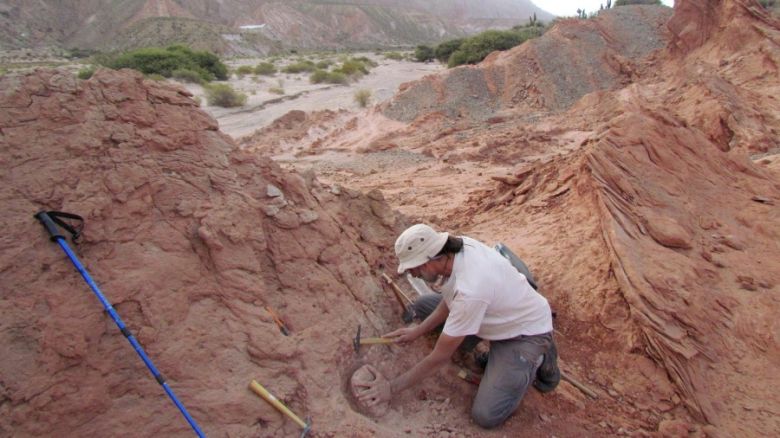 Hallaron por primera vez restos de un dinosaurio carnívoro en Salta