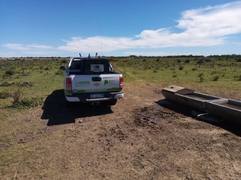 Encontró un elefante marino en el lugar menos pensado y lo ayudó para que vuelva a su hábitat