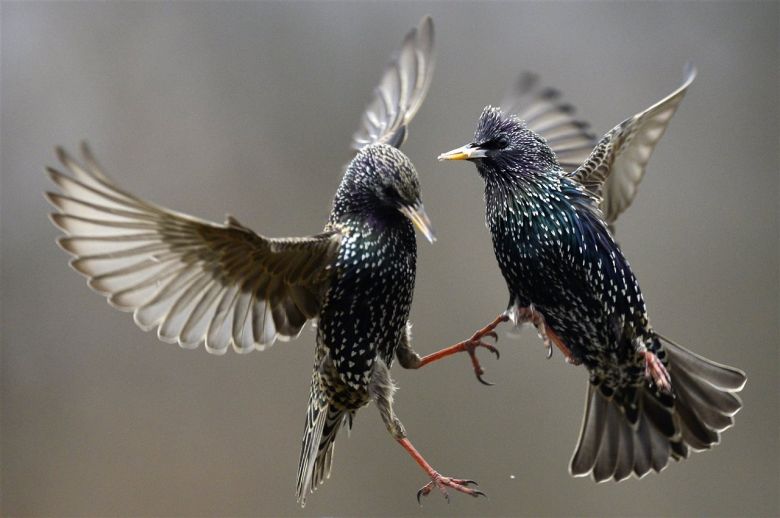 Un vuelo turbulento