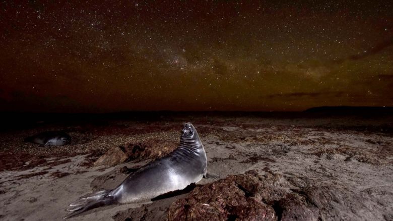 Una fotógrafa chubutense, premiada por su foto de un cachorro de elefante marino