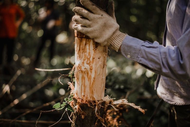  La reserva privada “Monte Alegre” busca concientizar sobre la importancia de la restauración de los bosques