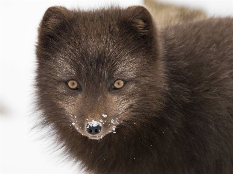 Un cazador en la nieve