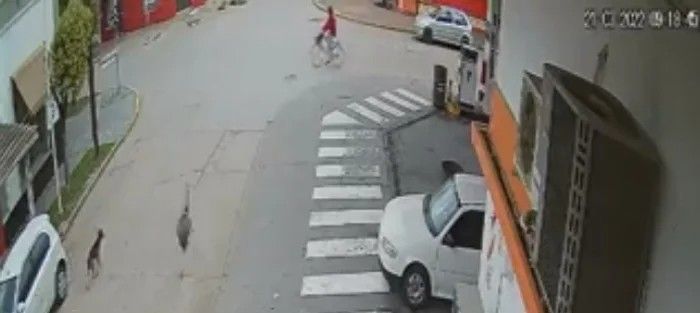 Un ñandú atropelló a una ciclista en una localidad bonaerense