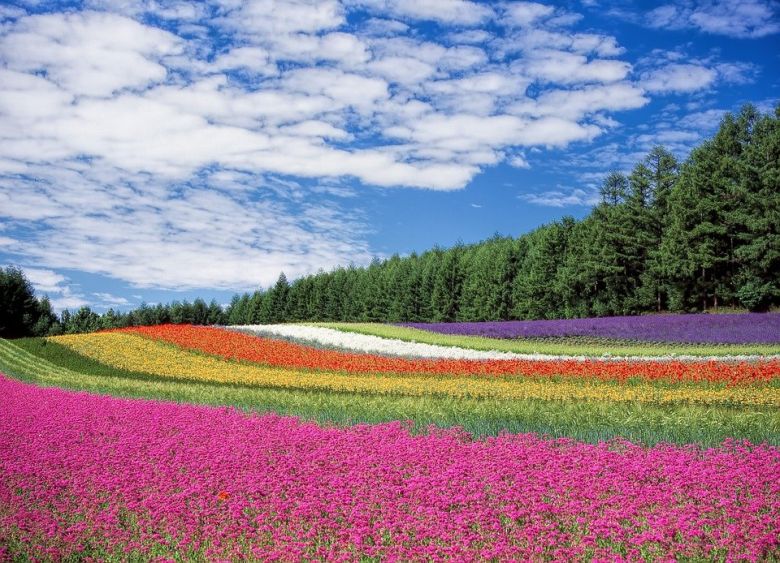 Campo de flores y sus colores