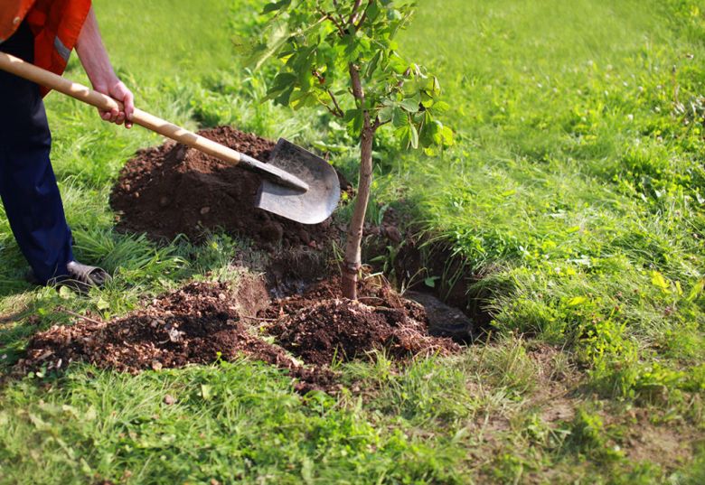 Proponen plantar 1500 árboles en el sur de la ciudad