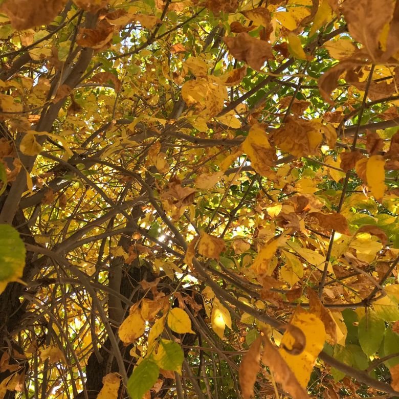 De a poco se instala el otoño en la ciudad