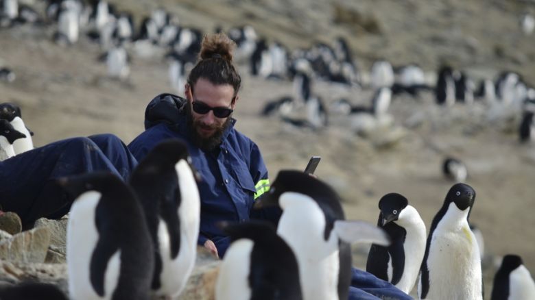 Científicos argentinos investigan la incidencia de parásitos en las aves antárticas