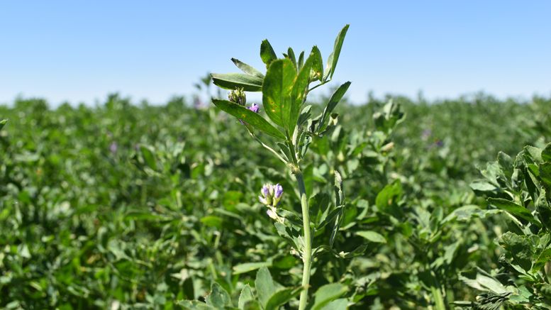 Fiesta Nacional de la Alfalfa: ultiman detalles para una noche repleta de grandes espectáculos