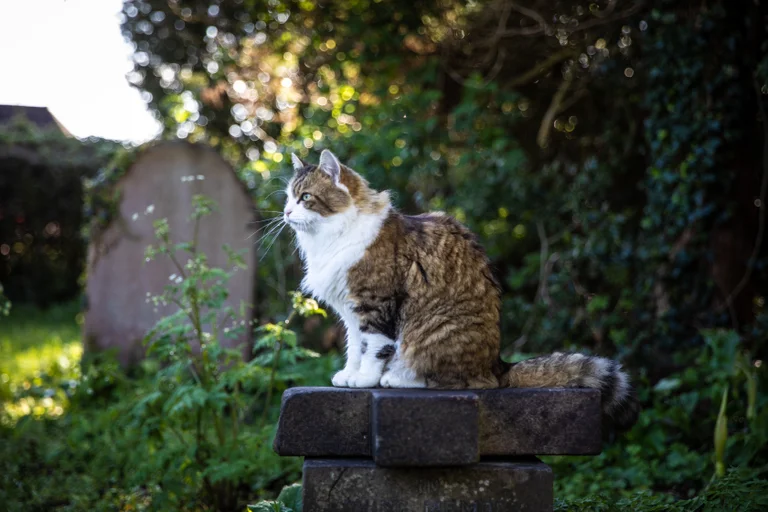 Los perros y los gatos perciben la muerte de sus compañeros