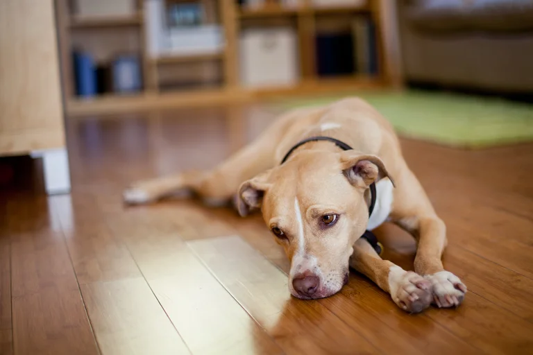 Los perros y los gatos perciben la muerte de sus compañeros