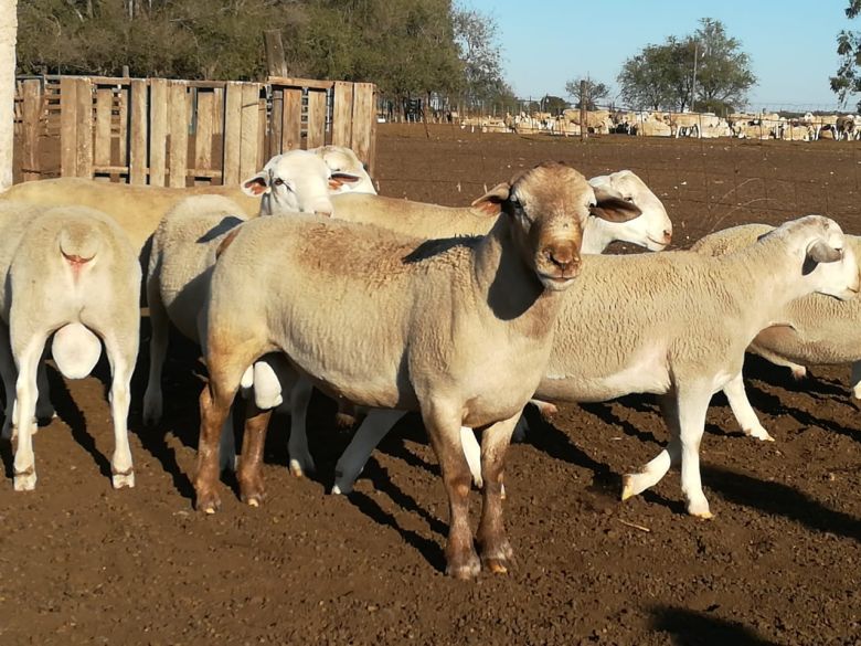 Cabaña de Coronel Moldes exportó siete ovinos a Paraguay