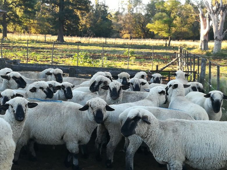 Cabaña de Coronel Moldes exportó siete ovinos a Paraguay