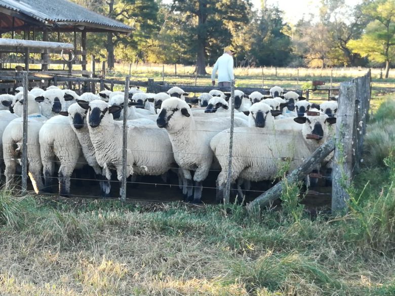 Cabaña de Coronel Moldes exportó siete ovinos a Paraguay